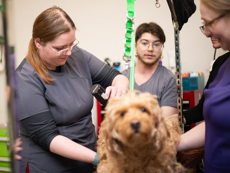 Students using trimmer during dog grooming class